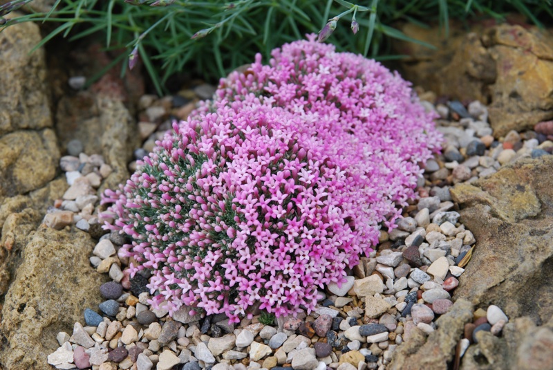 Asperula (Müge)